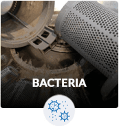 Bacteria